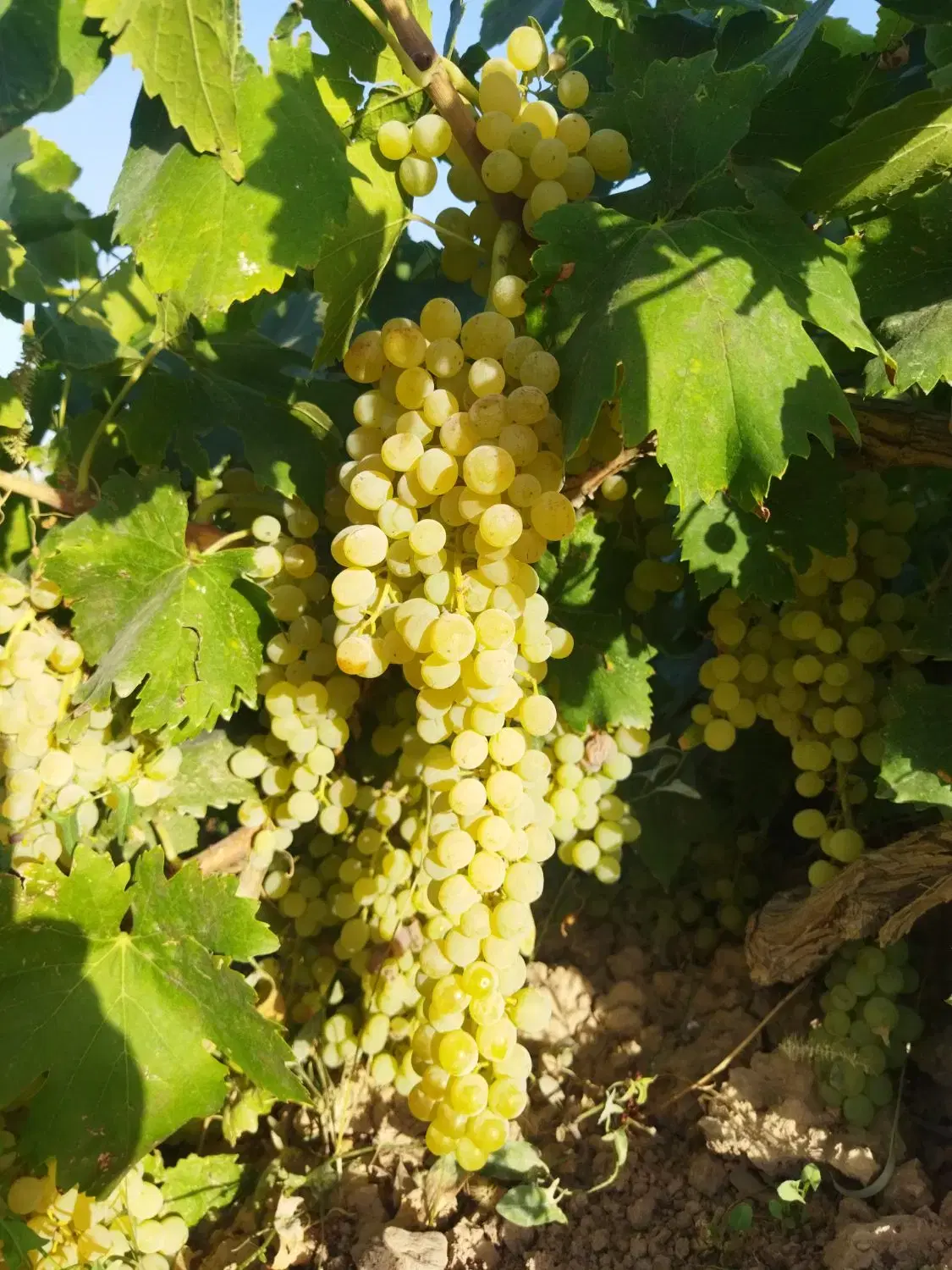 فروش کلی. خونه ویلایی سرسبز.۳ تا مغازه ودامداری.