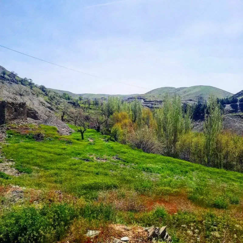 فروش قطعه ۳۵۰ متری ملک باغی با درختان بزرگ