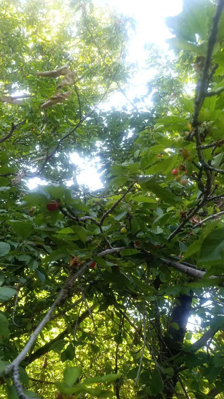 باغ بوژان