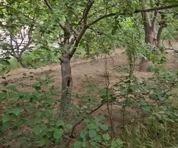 باغ بنادک سادات