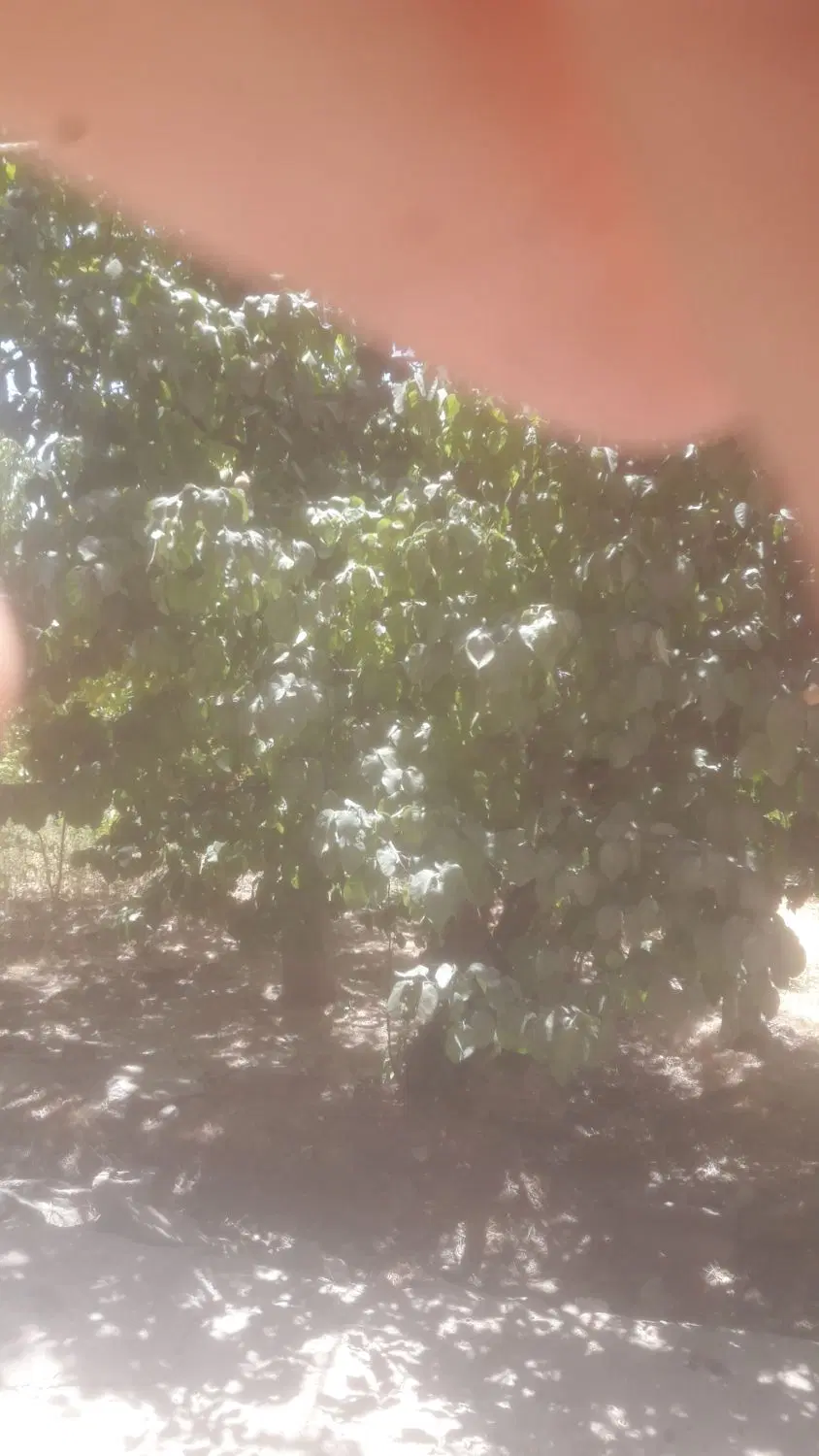 زمین باغ فروشی در روستای گردشگری سکنج