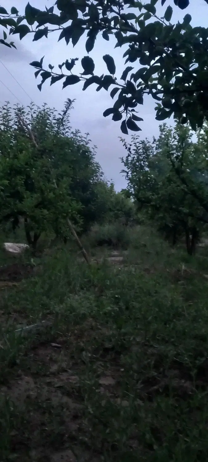 باغ فروشی حاشیه جاده کرنگان