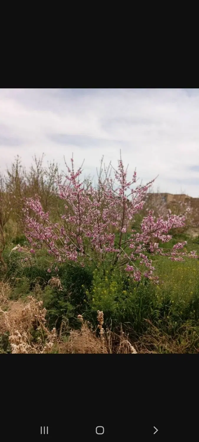 ویلا باغ سند دار