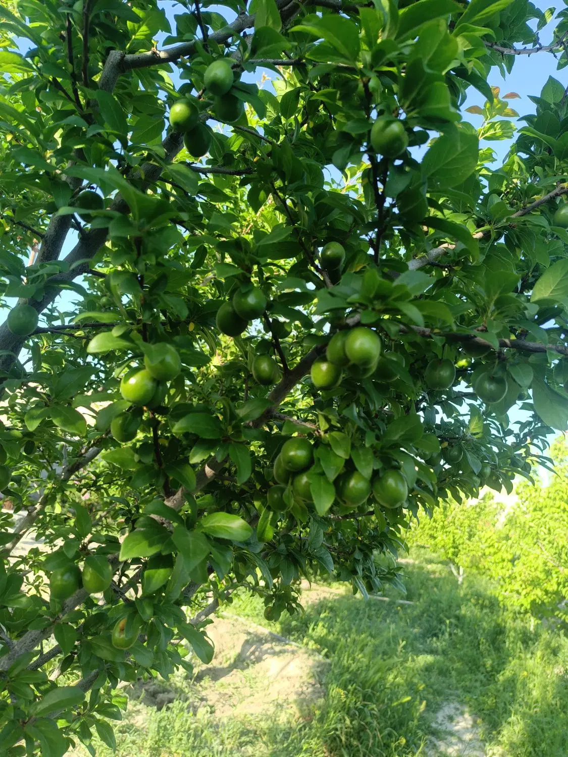 باغچه ۱۰۰۰متری فروشی