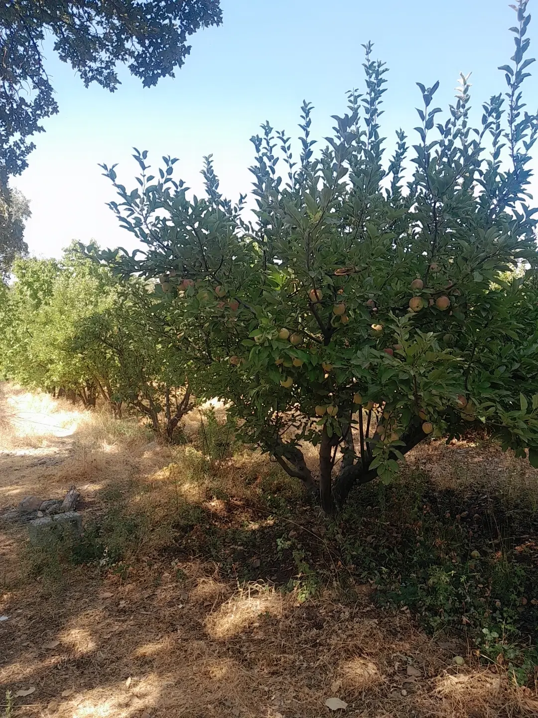 باغ سیب ثمری