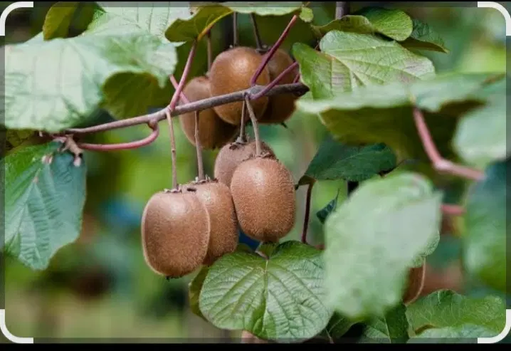 فروش ۲۰ هکتار باغ کیوی پر محصول گیلان