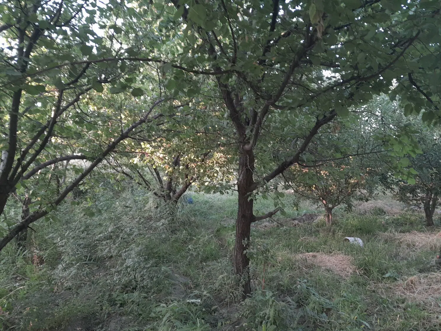 باغچه الوان