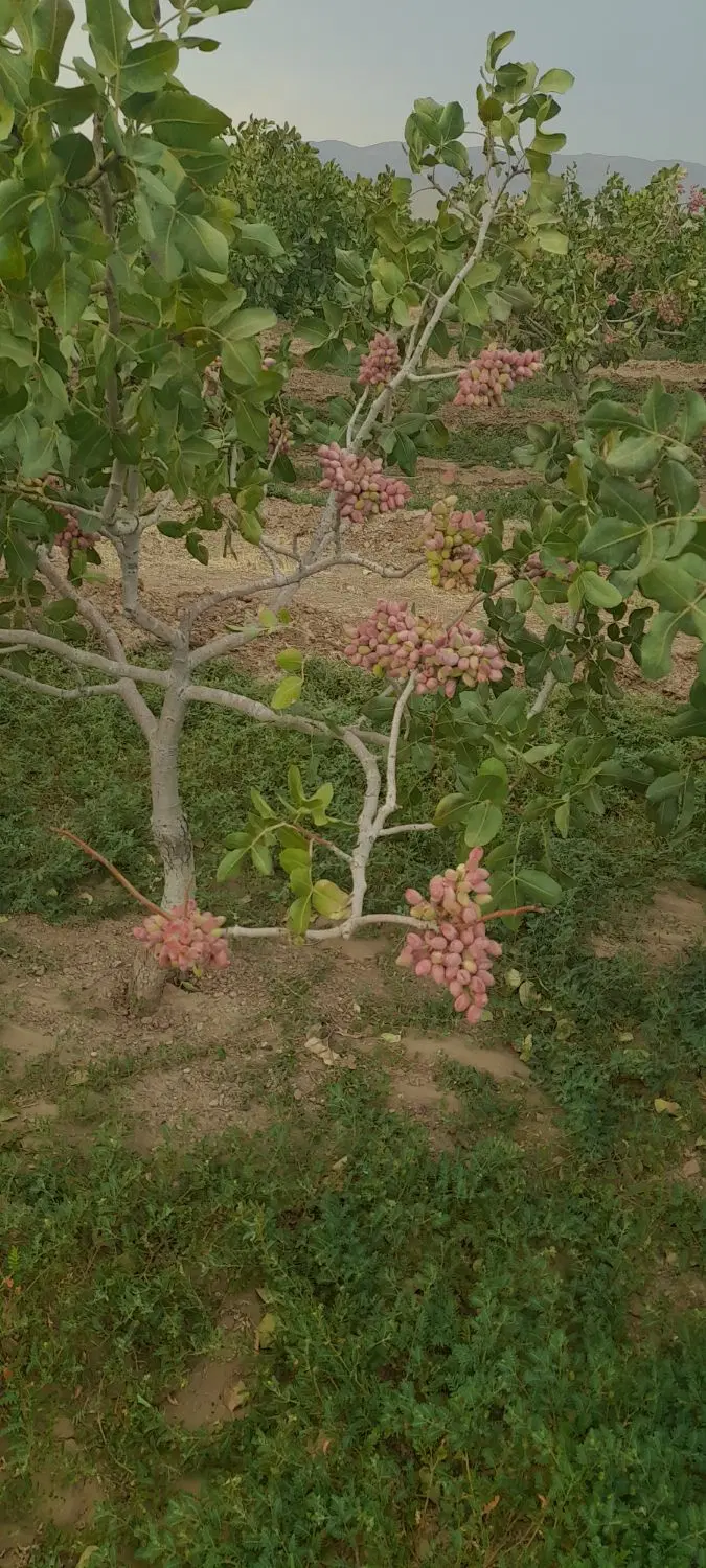 خانه ویلایی