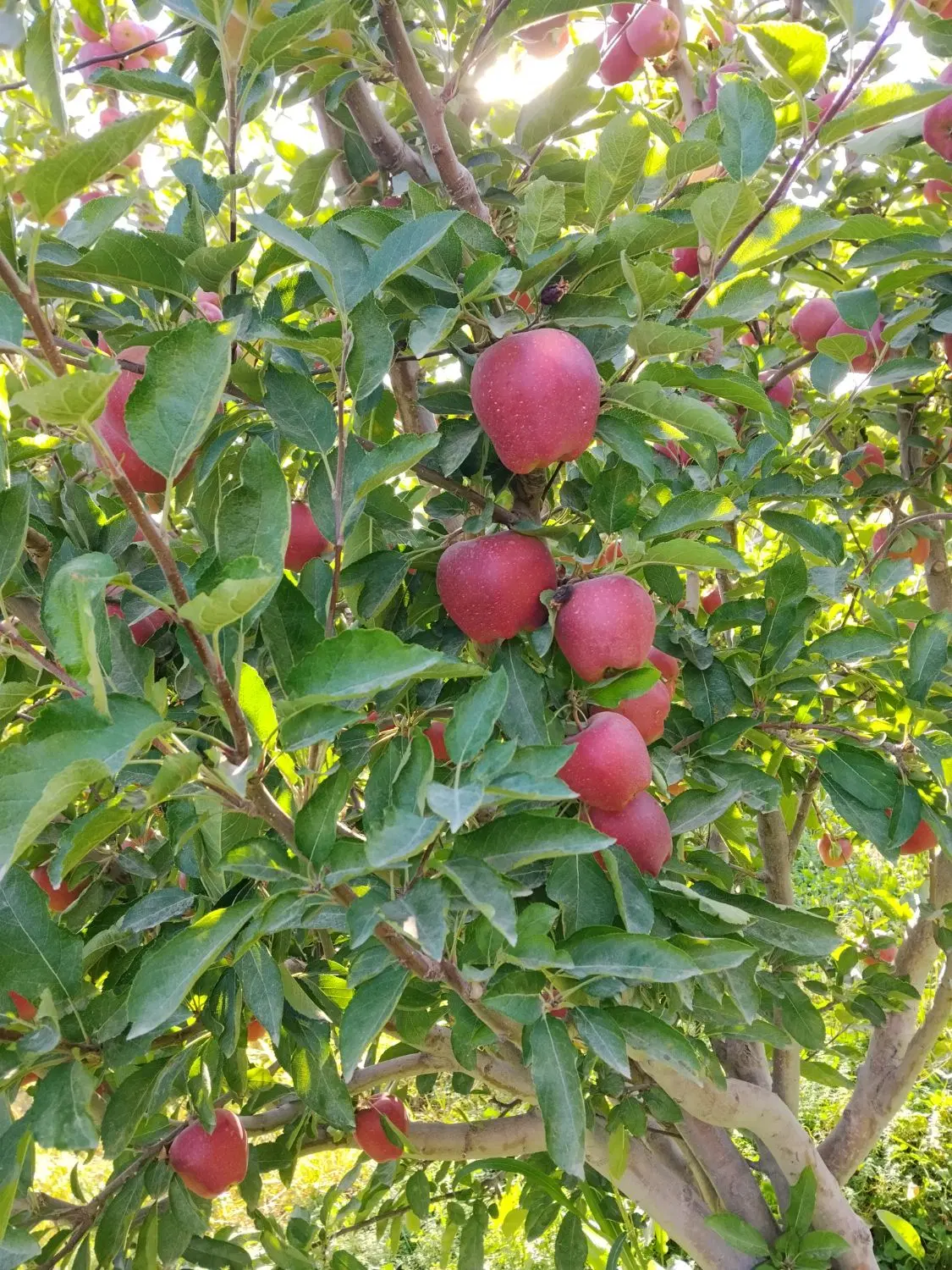 باغچه 1000متری در روستای بالانج