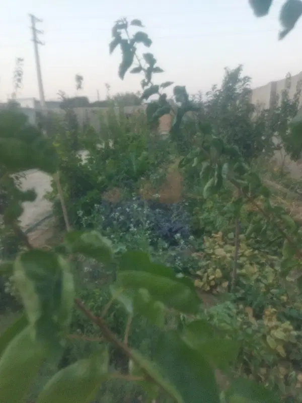 باغچه فروشی