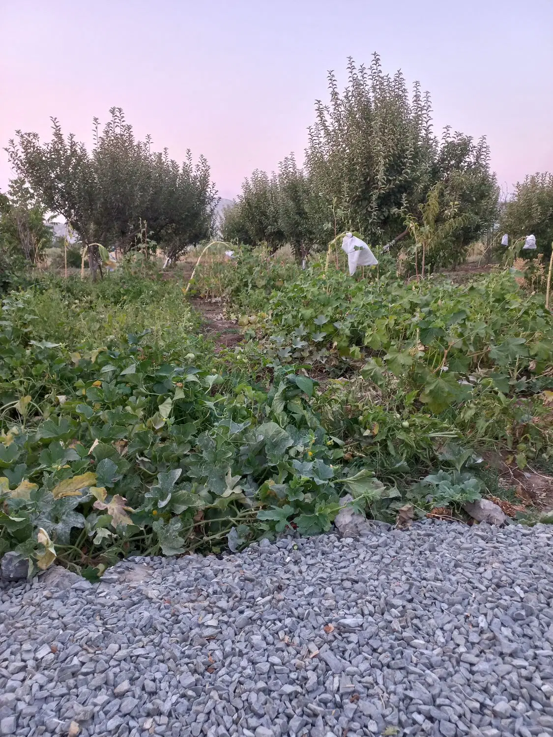 زمین کشاورزی