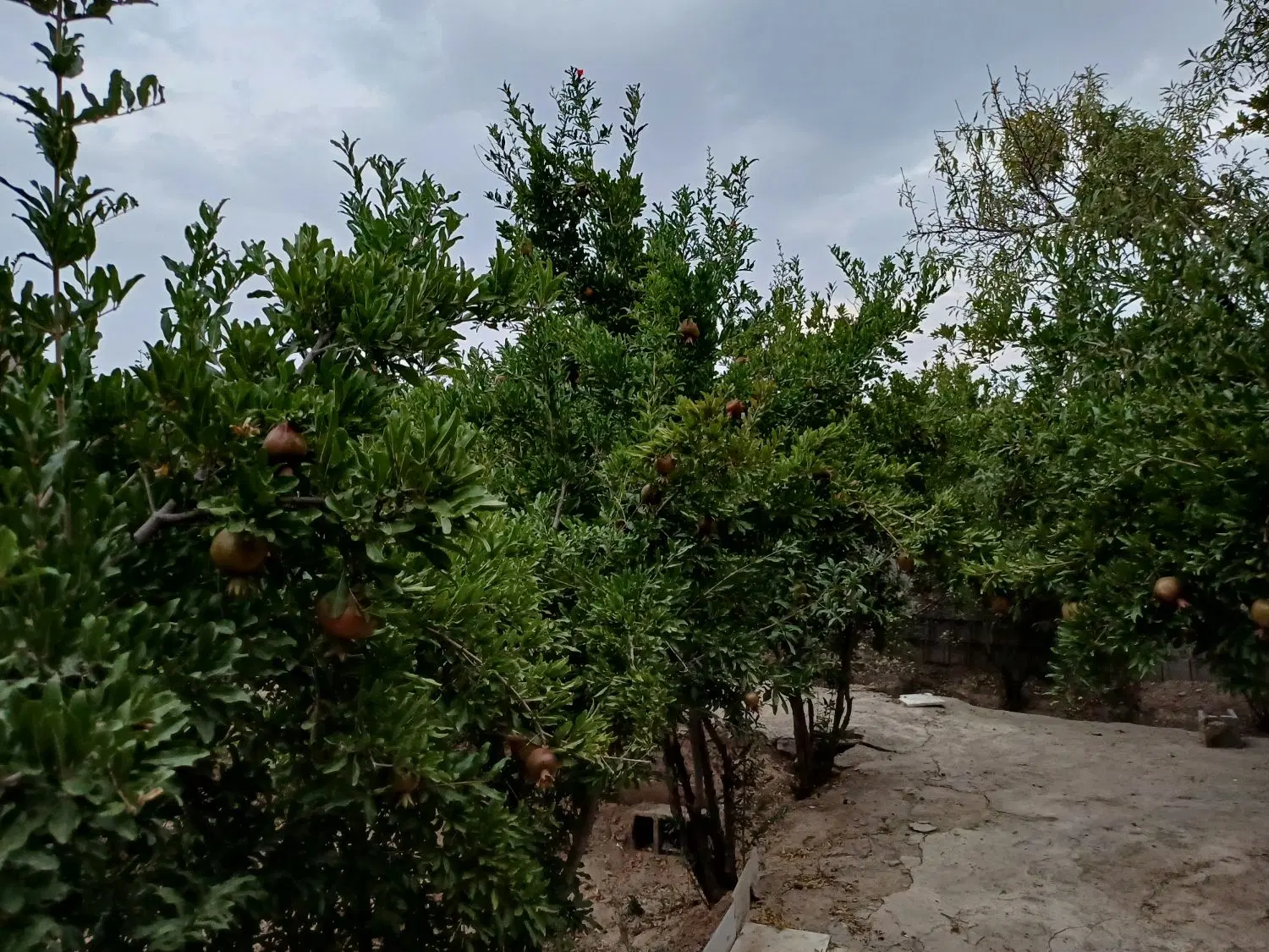 فروش باغ