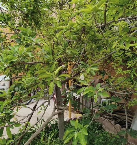 زمین مسکونی شهرک چهکند
