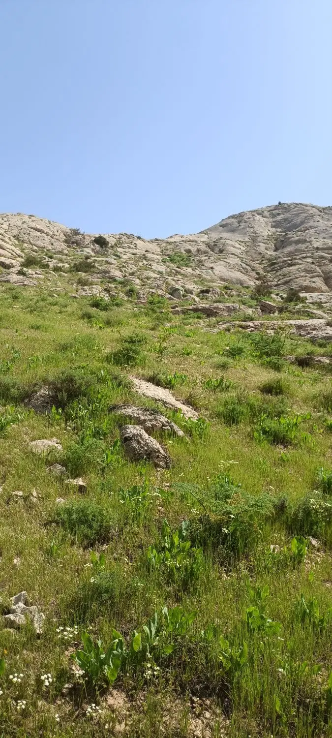 زمین هزار متری نزدیک دانشگاه  ازاد گلبهار