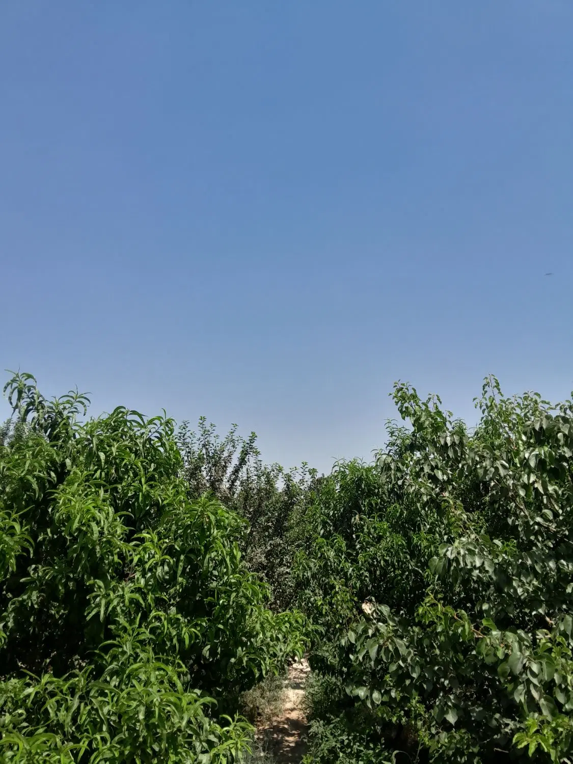 باغ ۴۰۰متری