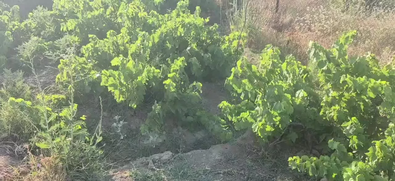 باغ ۱۰۰۰ متری انگور در روستای آبرومند