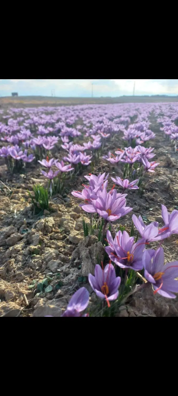 زپین اب اماده کاشت زعفران