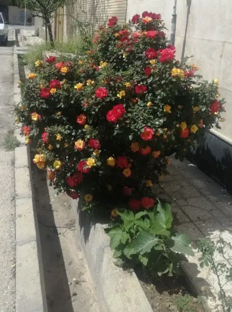 ۲۵۰متر_منطقه ۱