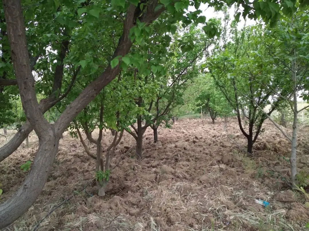 فروش باغ باغچه