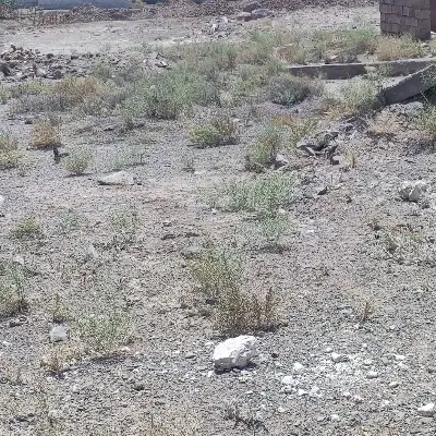 زمین مسکونی ده قصب خیابان کدخدایی