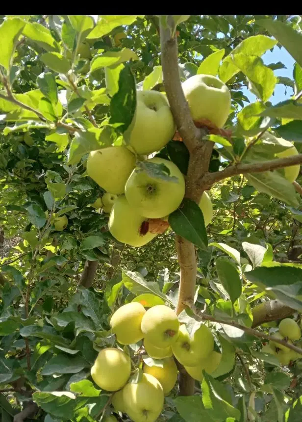 باغ سیب اجاره داده میشود