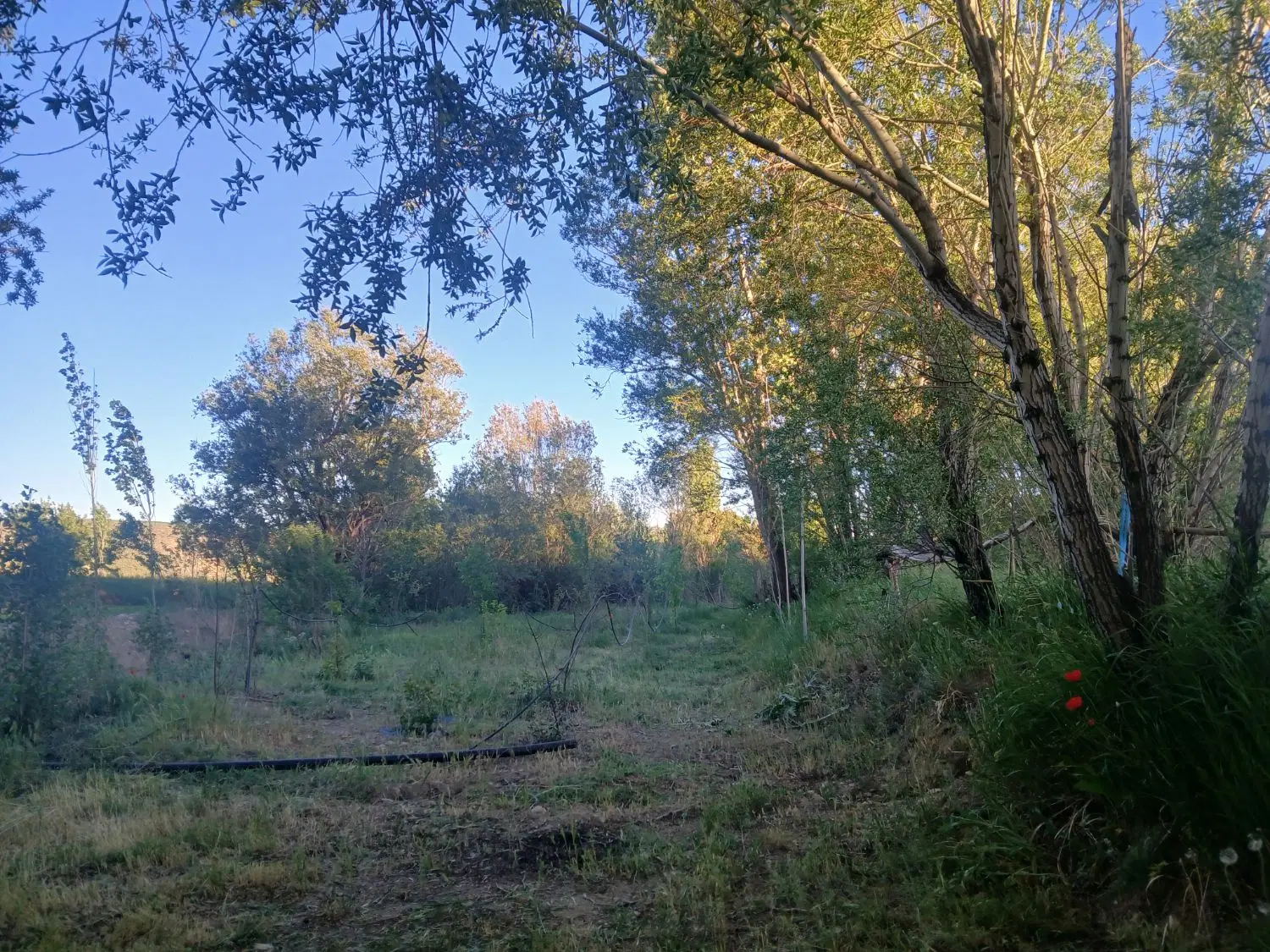 فروش باغ  بیجار روستای دولتیار