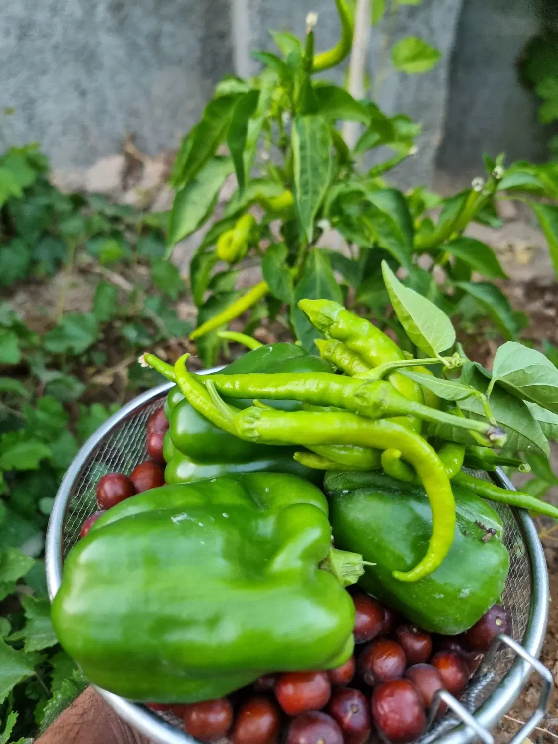 باغ خونیک بهلگرد
