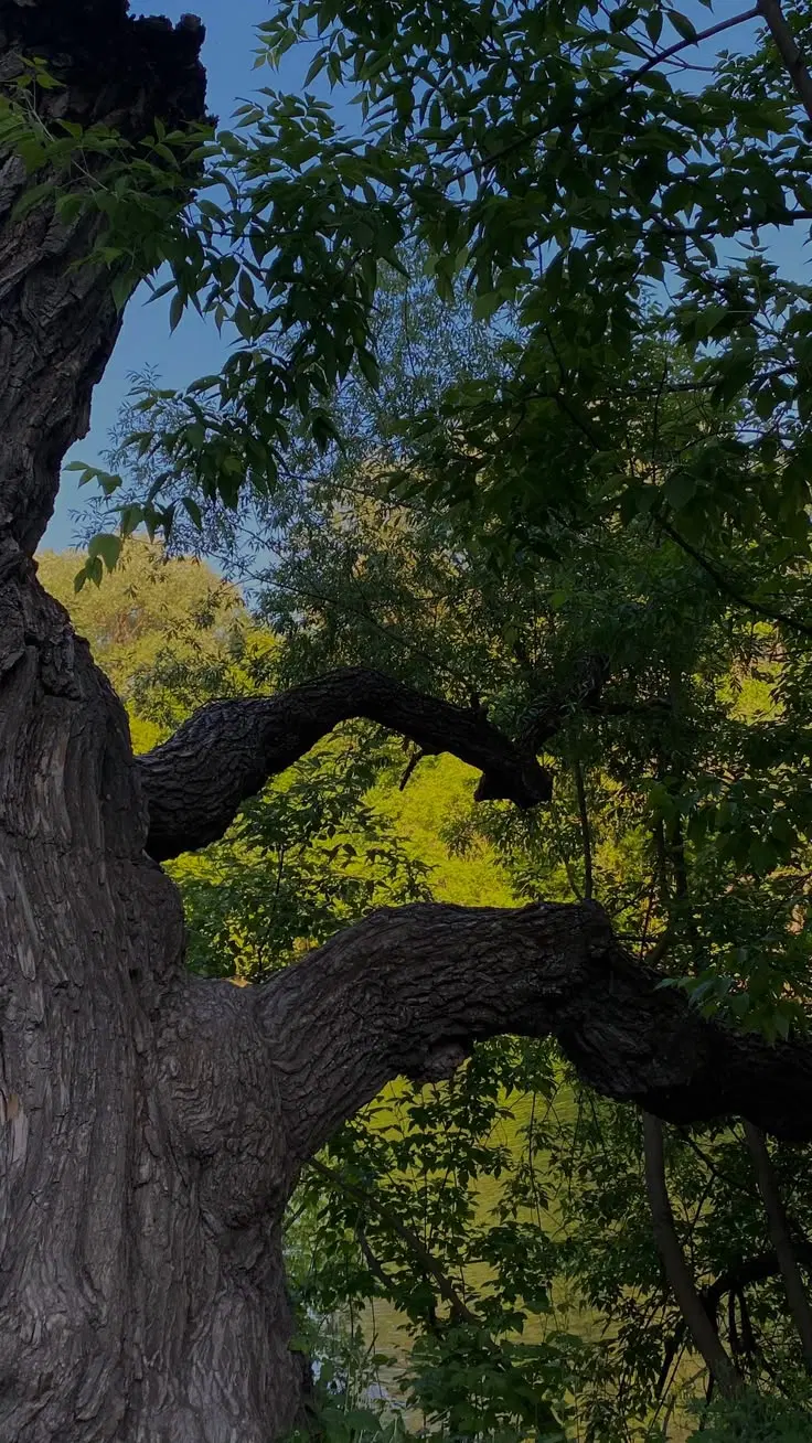 زمین کشاورزی باغ