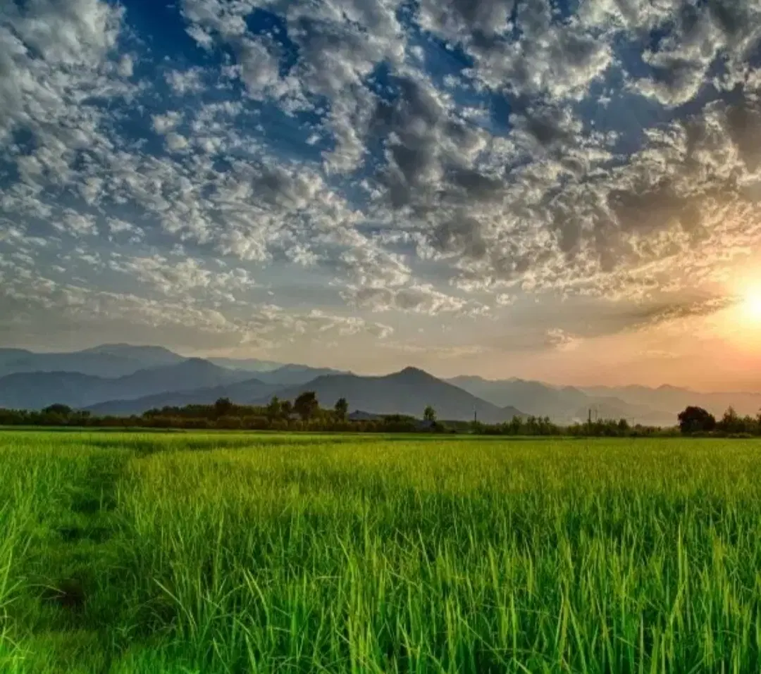 زمین