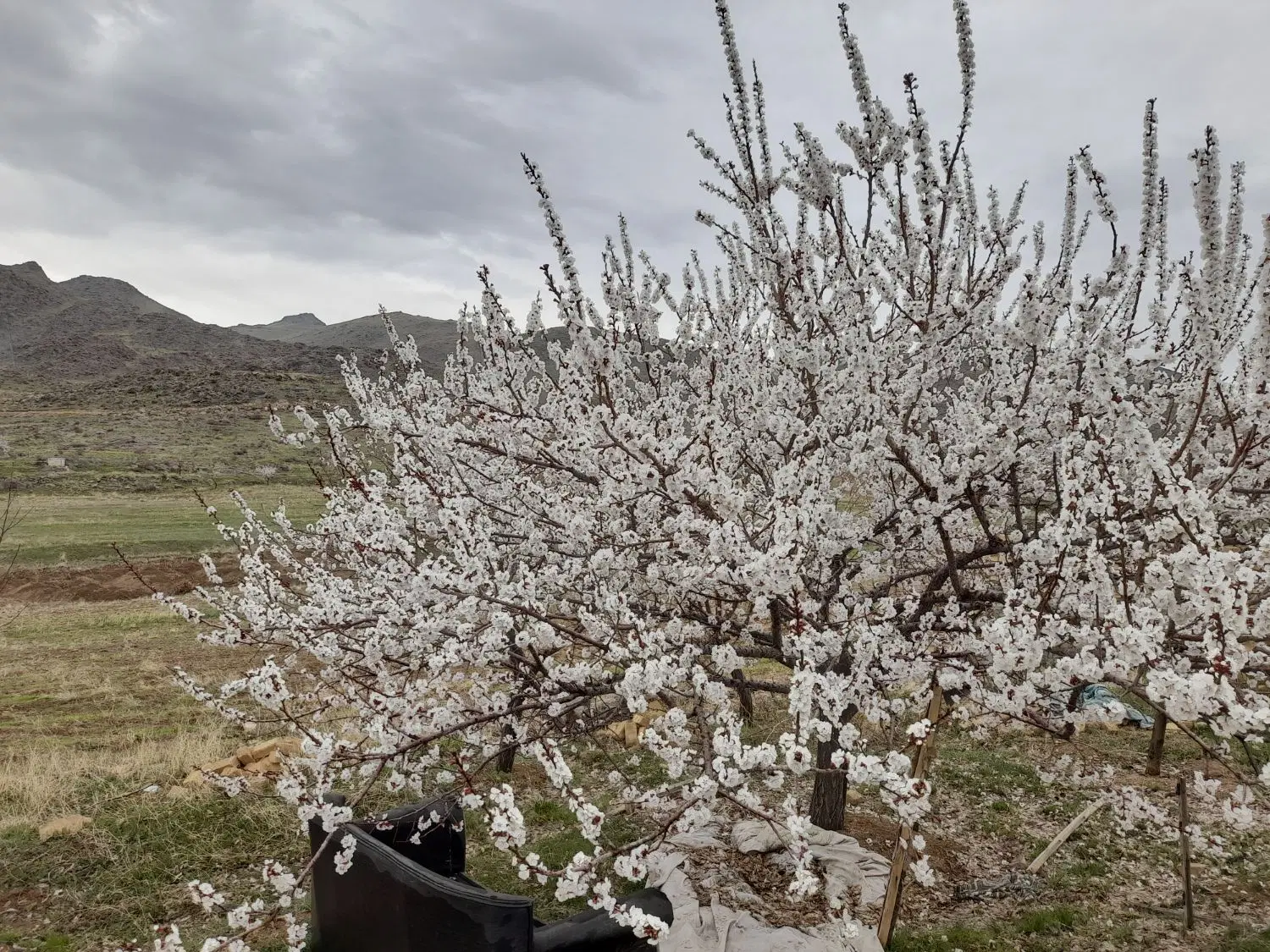 باغ ویلای پایین کوه