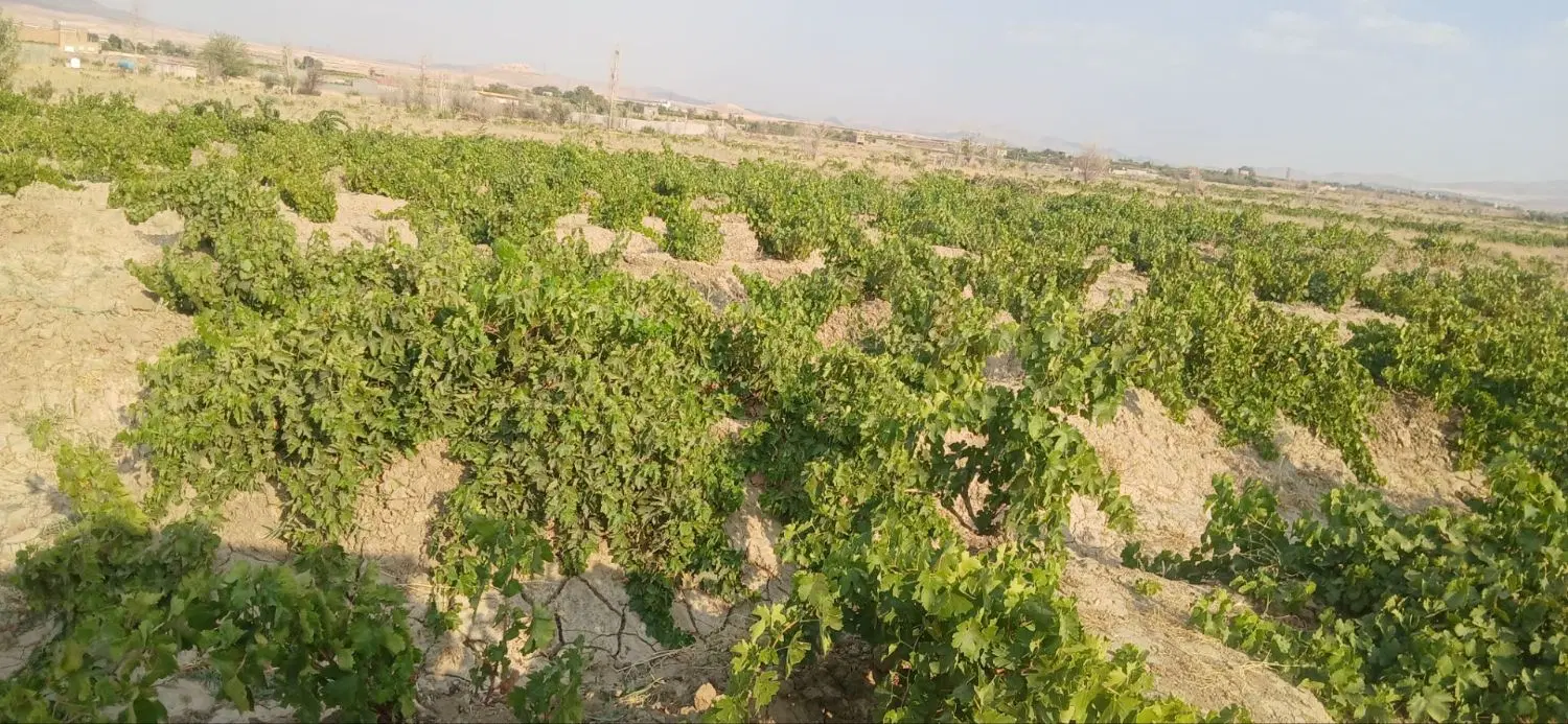 باغ انگور
