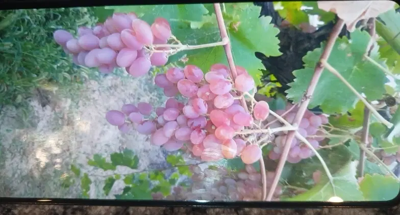 فروش باغ