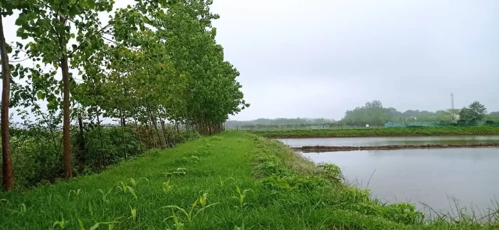 مزرعه