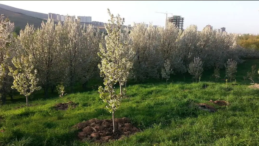 ۹۵۰ متر باغ