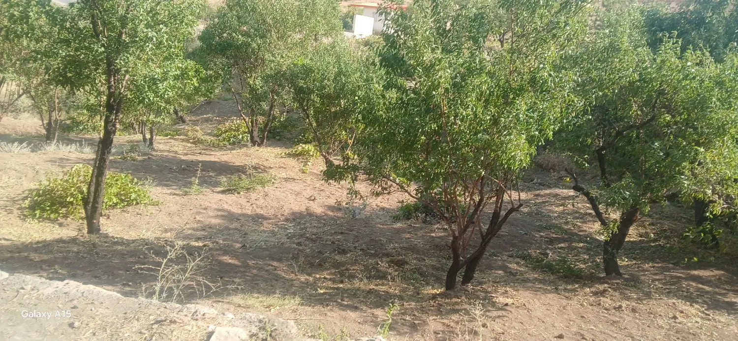 باغ شخصی