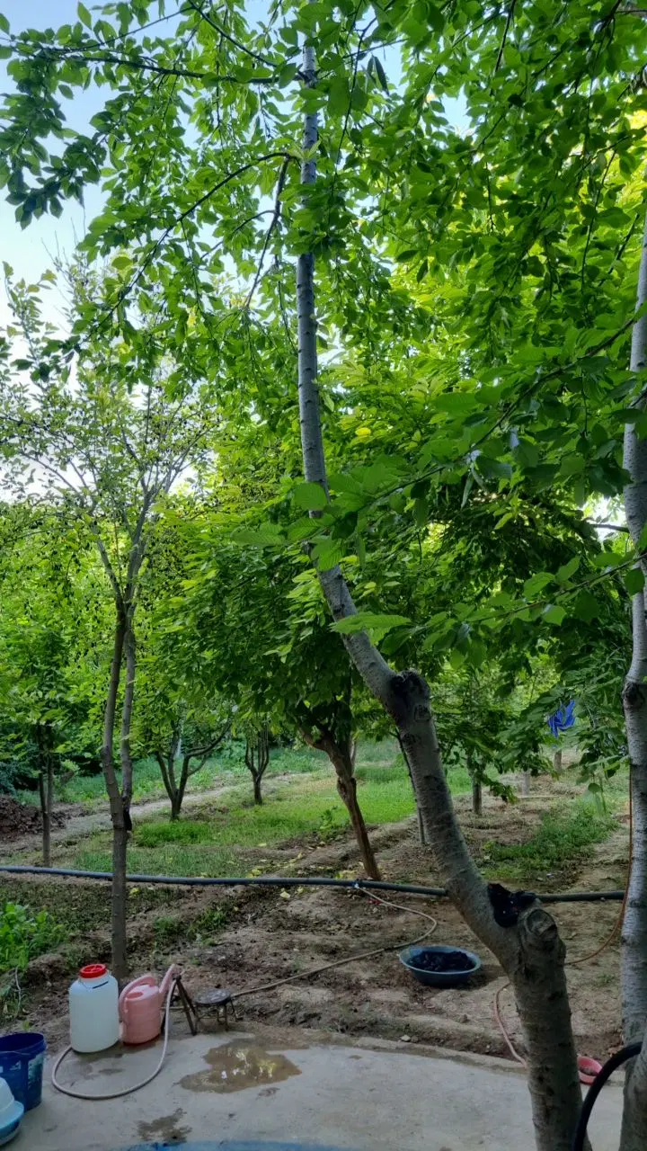 باغ خداقلی