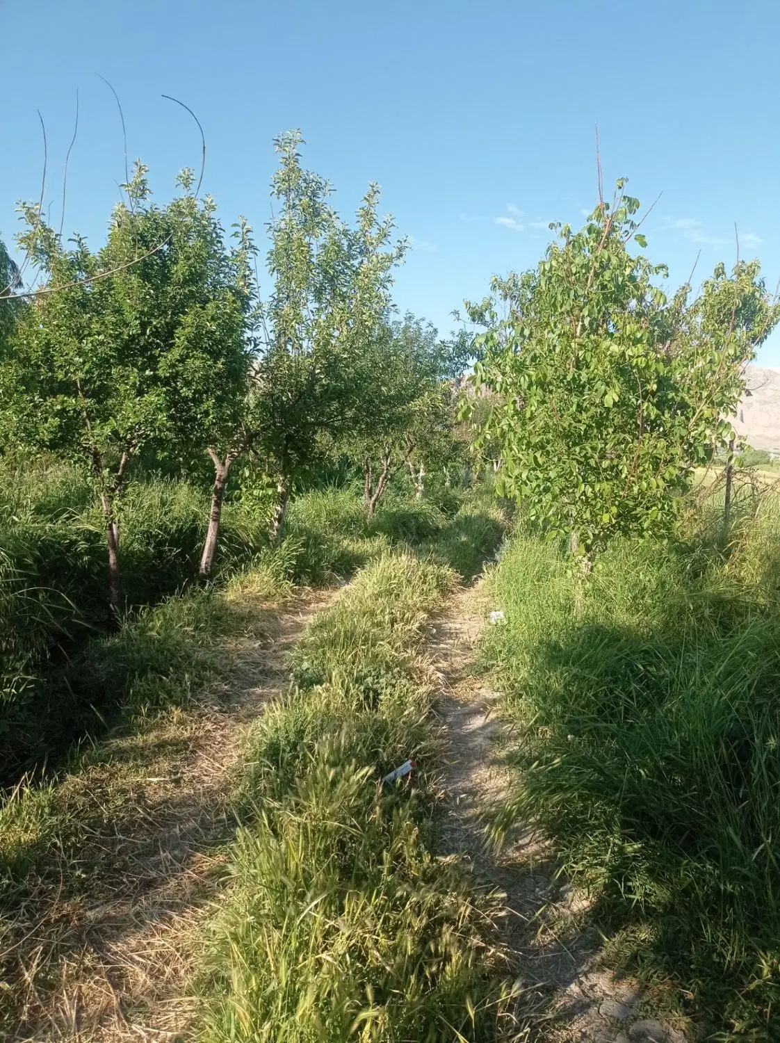 باغ جاده عمرمل روستای سرابخشکه