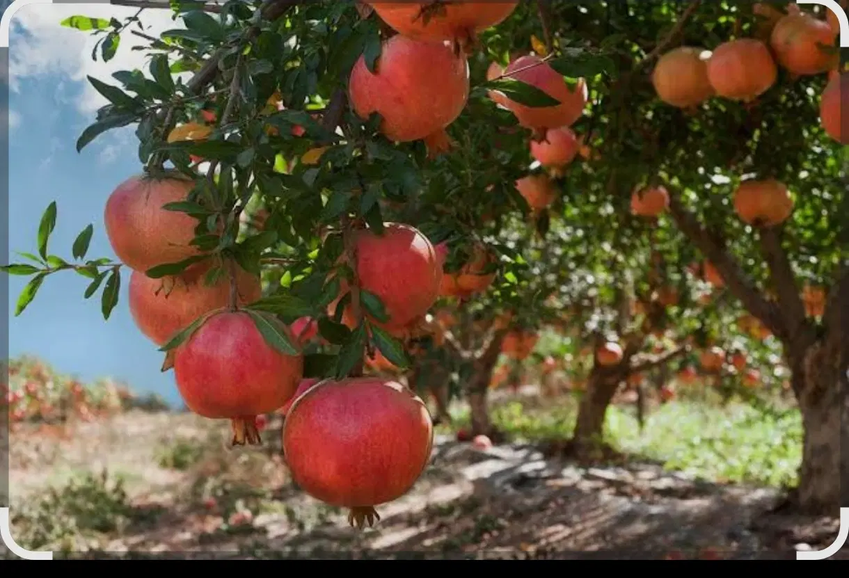 باغ