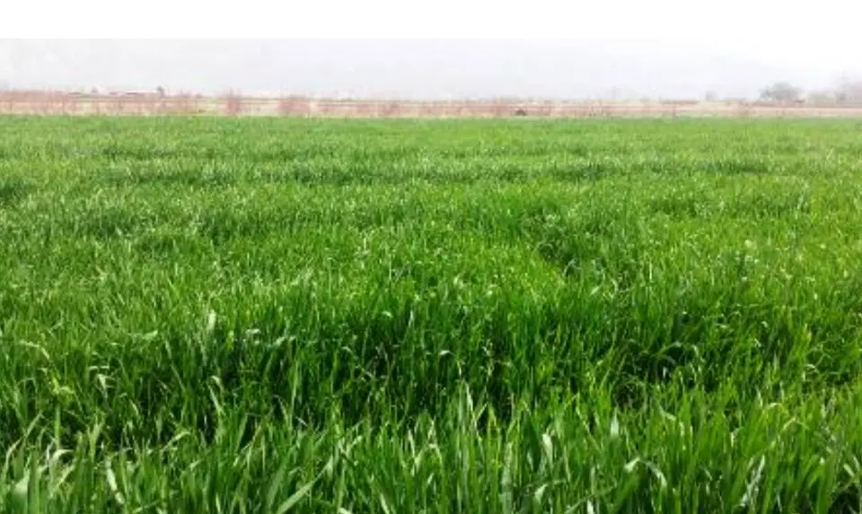 زمین کشاورزی