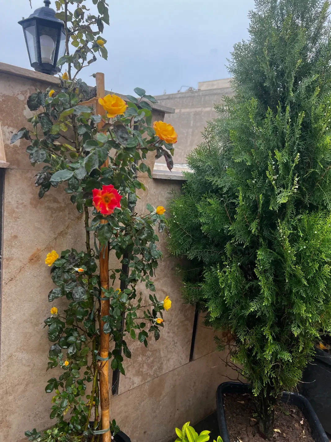 ۲۷۰ متر دوبلکس با روف اختصاصی