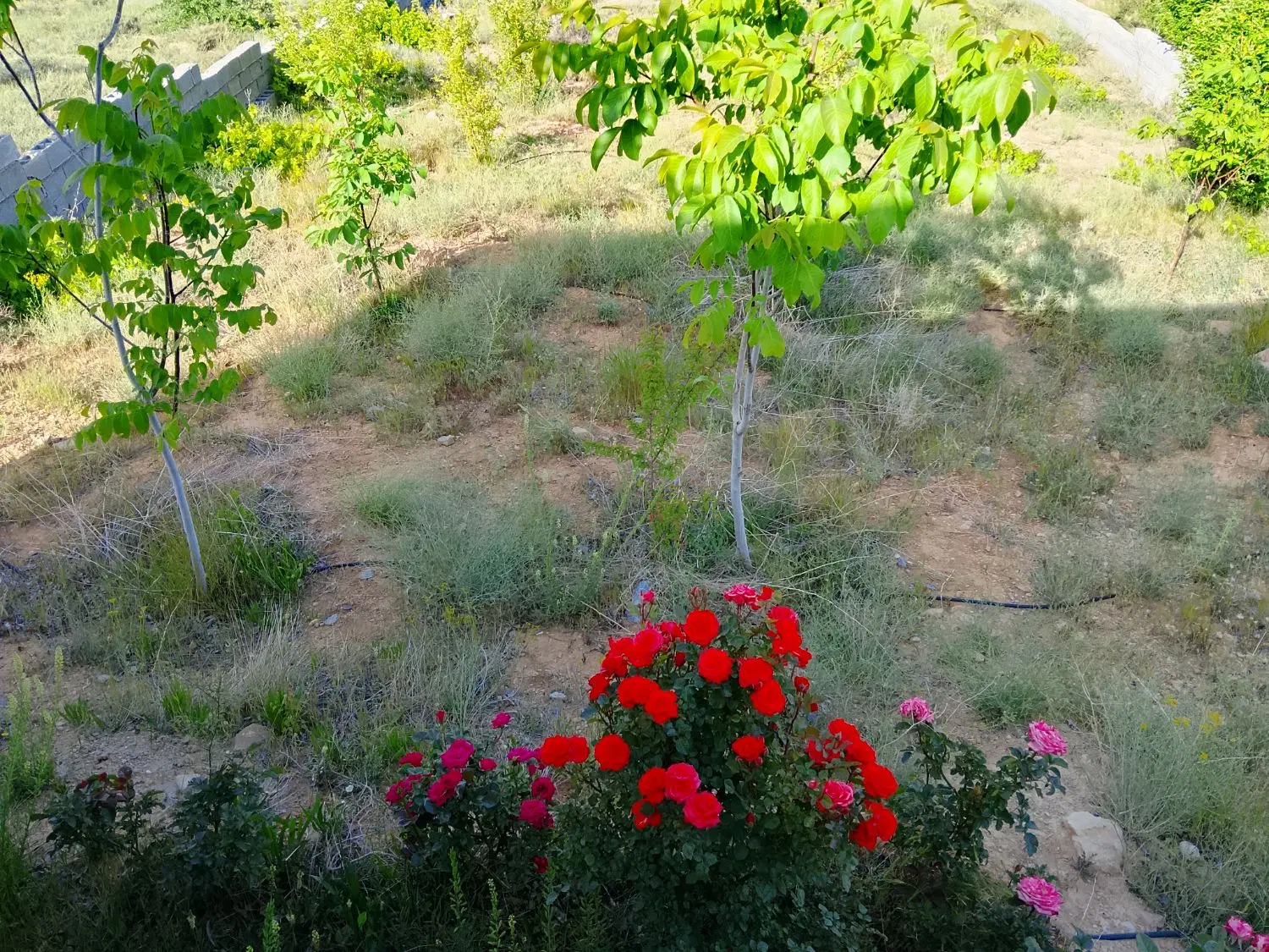 باغ شهری دشت ارژن.زنگنه