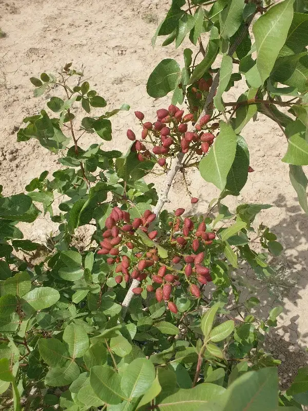 یک قطعه باغ۸۵۰متری ۵ساله داخل ۴دیواری سند دار