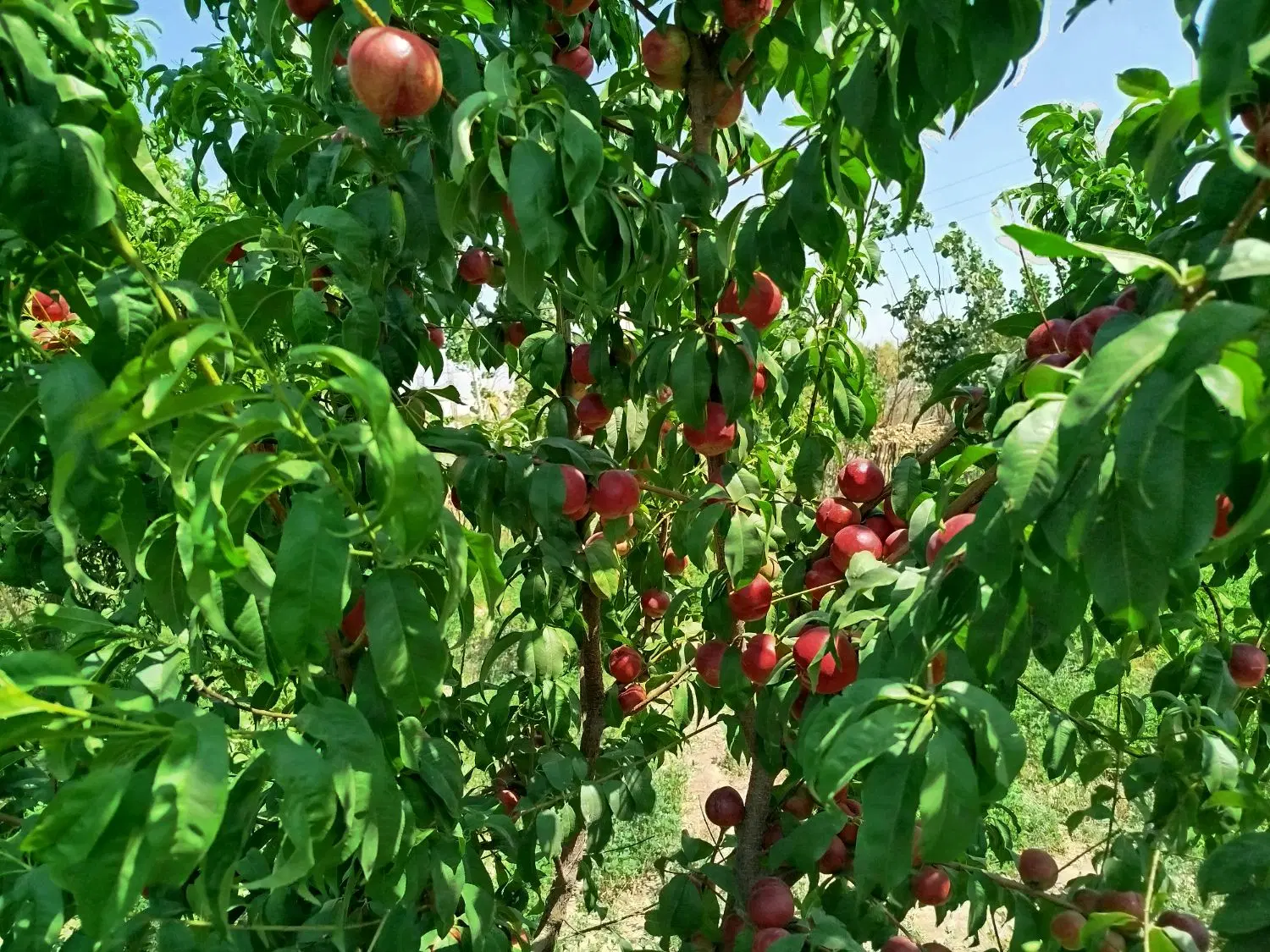 فروش باغچه