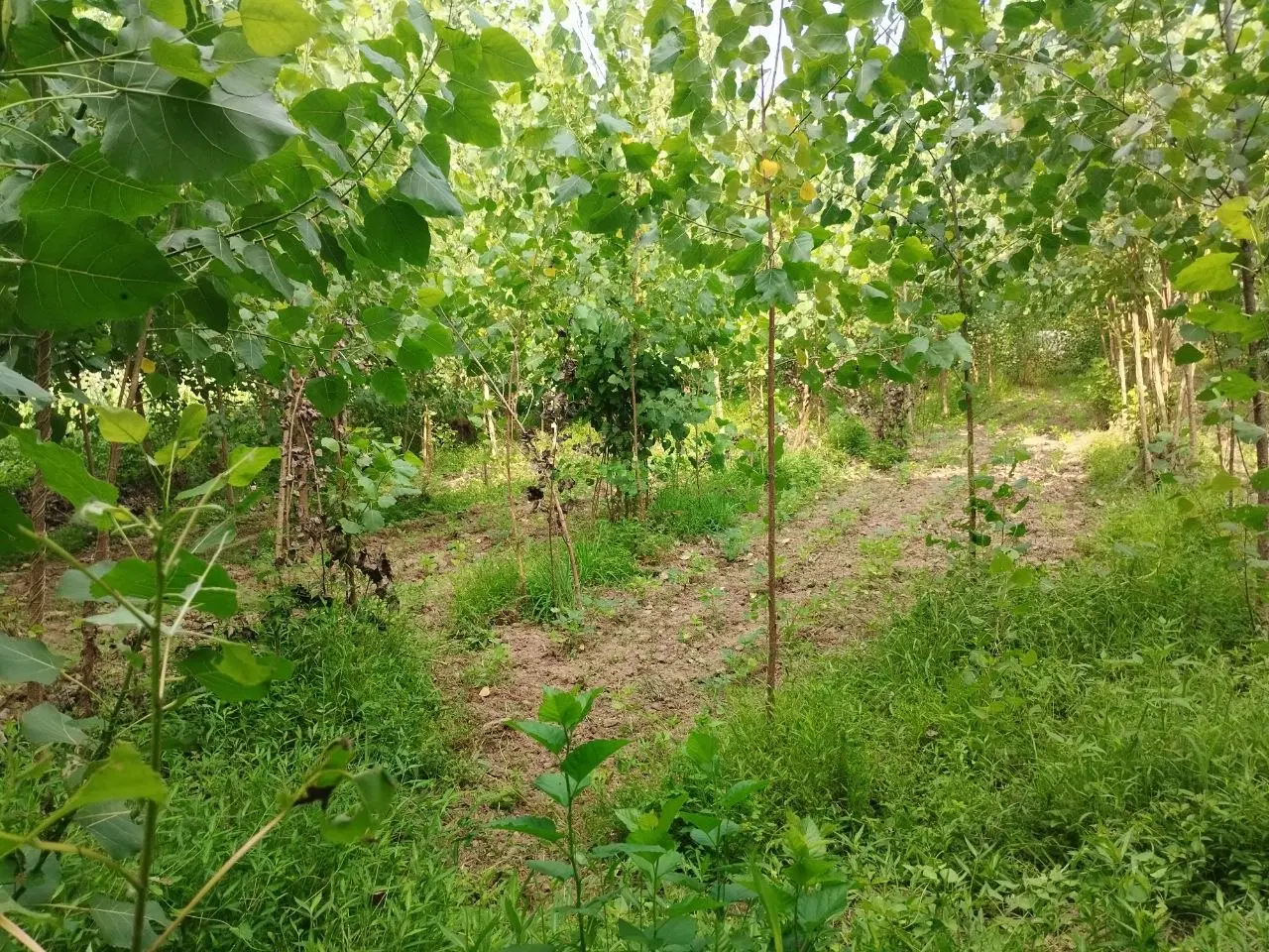 زمین با کاربری باغ