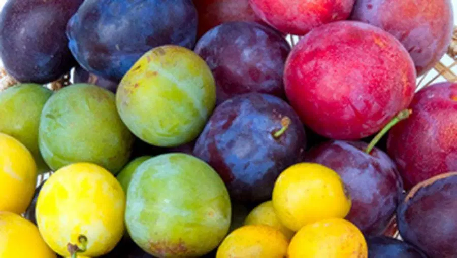 اجاره انواع باغ آلو