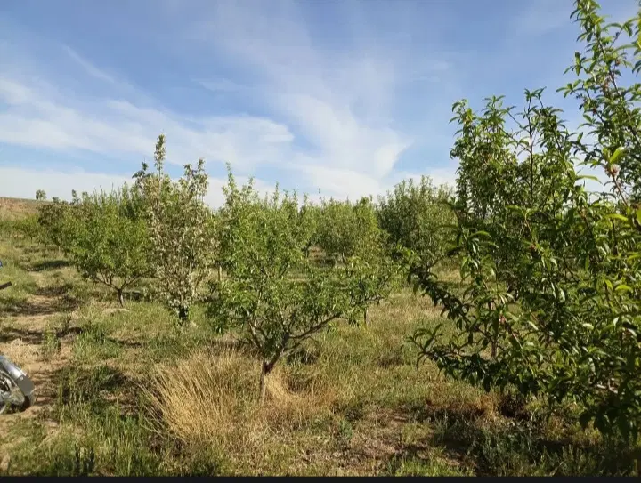 باغ و زمین دیمی