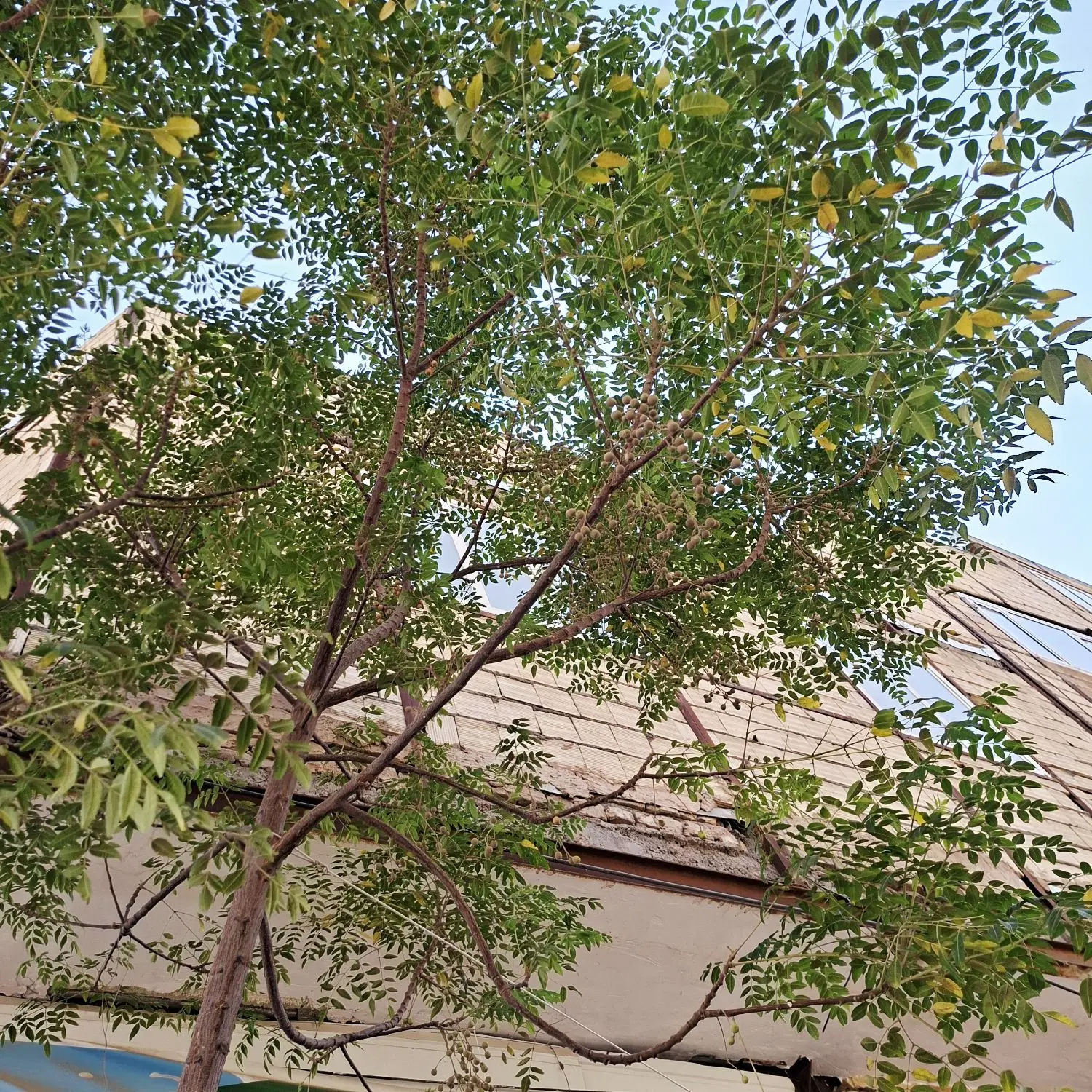 خانه   با دوتا مغازه  داخل سواران