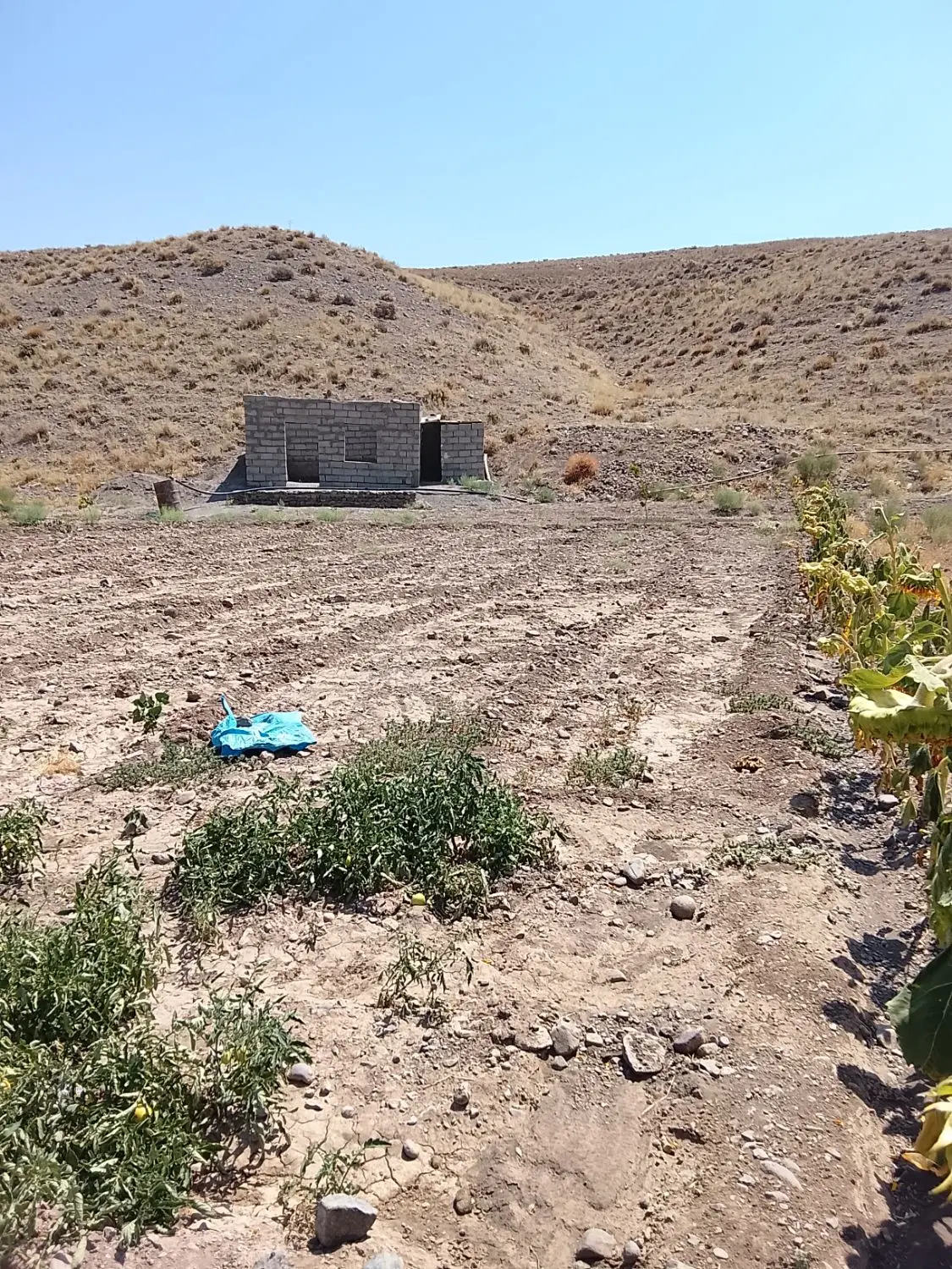 باغ در روستای سارمساقلو