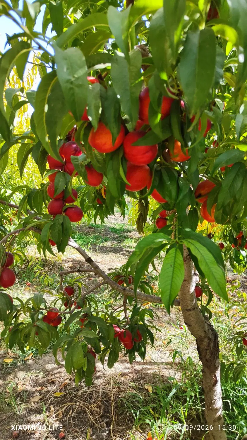 باغ شلیل و گیلاس