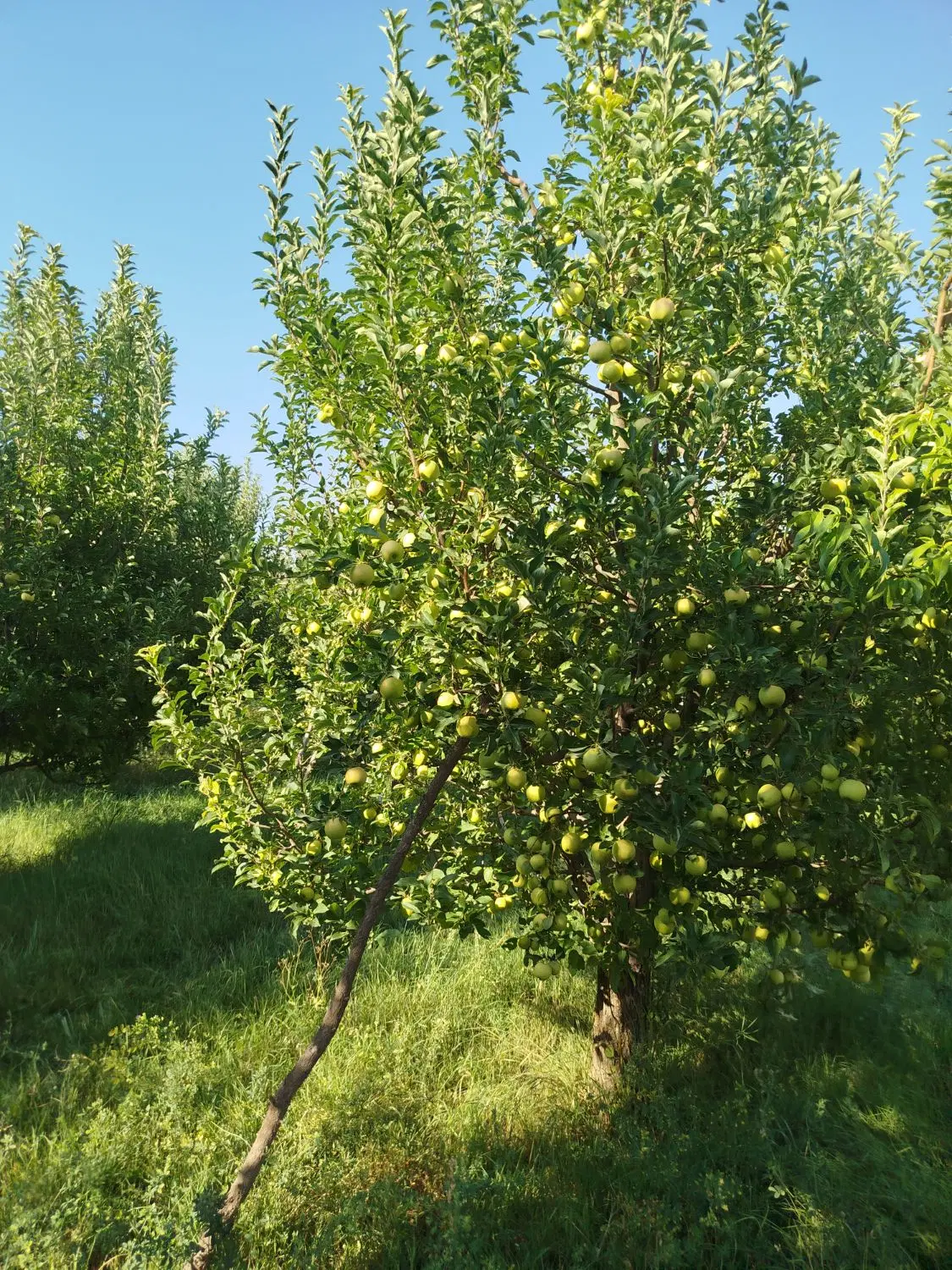 اجاره باغ سیب روستای چاورچین